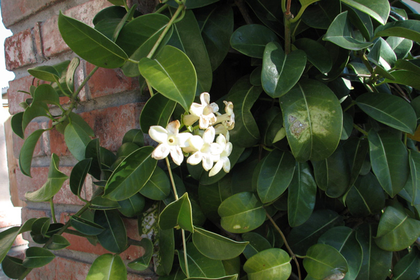 Stephanotis plant